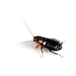 Oriental Roach